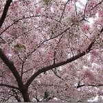 cherry blossoms 001