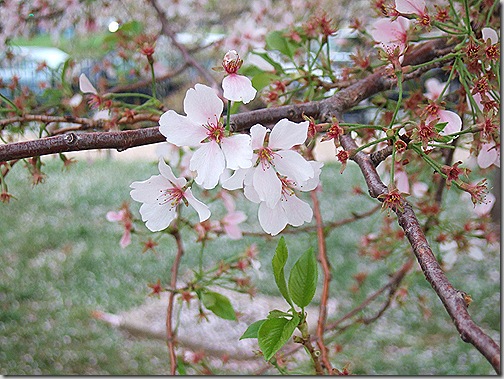 cherry blossoms 003